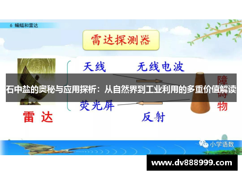 石中盐的奥秘与应用探析:从自然界到工业利用的多重价值解读